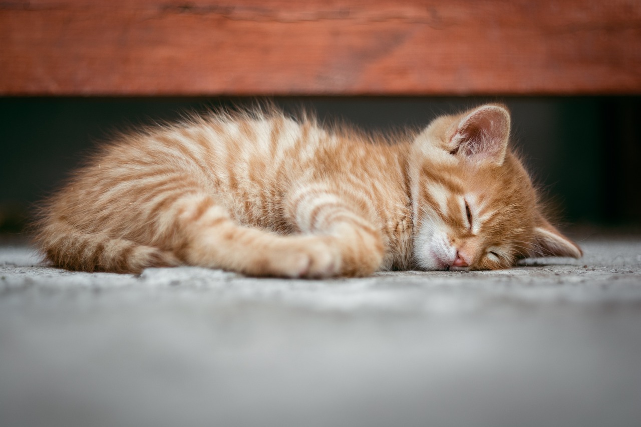 ASDにおける睡眠の問題とホルモンメラトニンについての相談は？