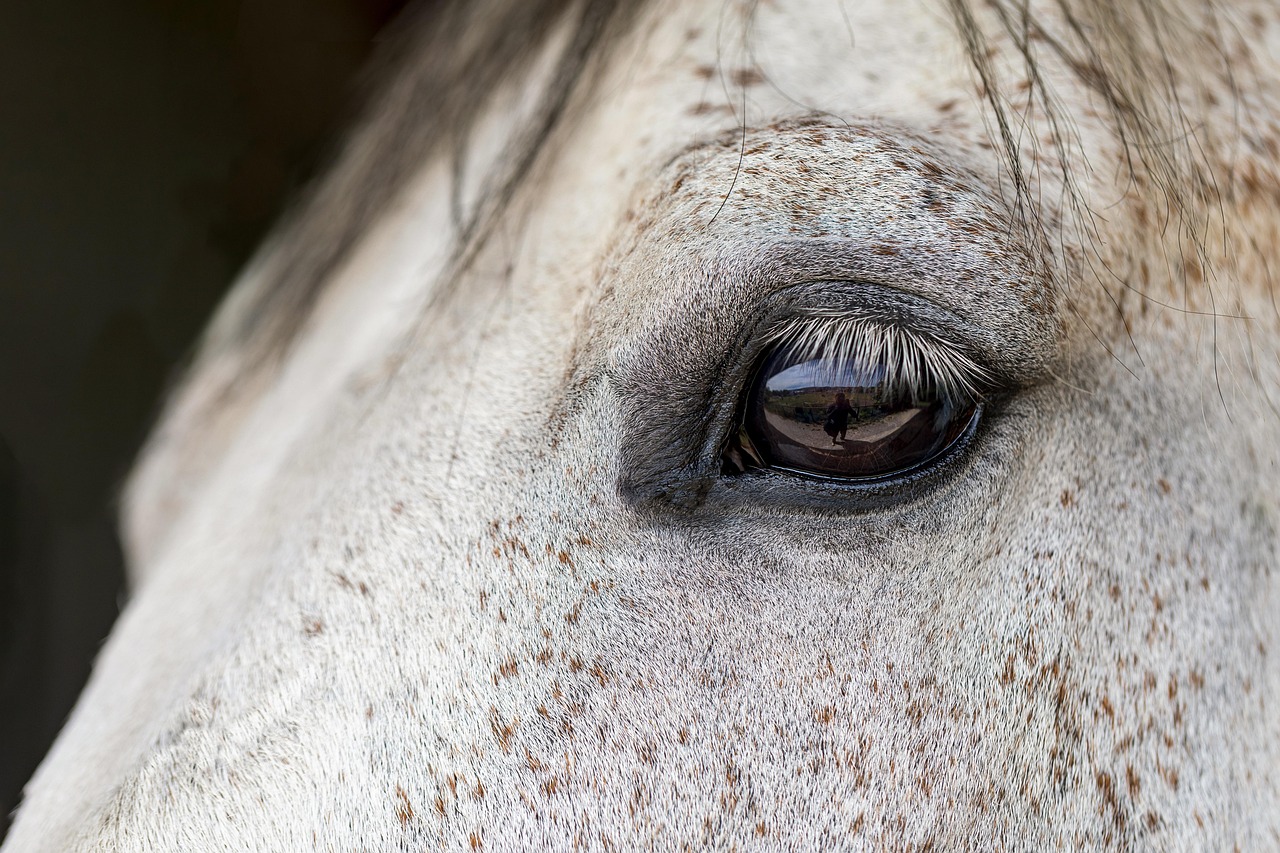 ASDに関する乗馬療法の相談をオンラインで行う方法は？