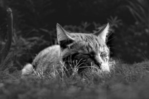 ASDの睡眠に関するホルモンメラトニンについて相談するには？