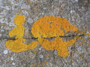 ASDの子どもがIQが高い場合の行きしぶりについて医師に聞くべきことは？