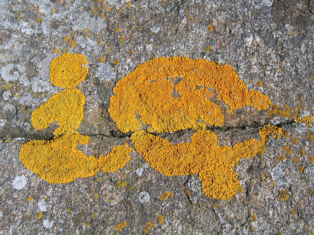 ASDの方がIQが高い場合の行きしぶりについて医師はどう考える？