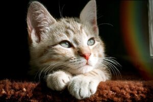 ASDの子どもが集中力を続かない時の対策は？