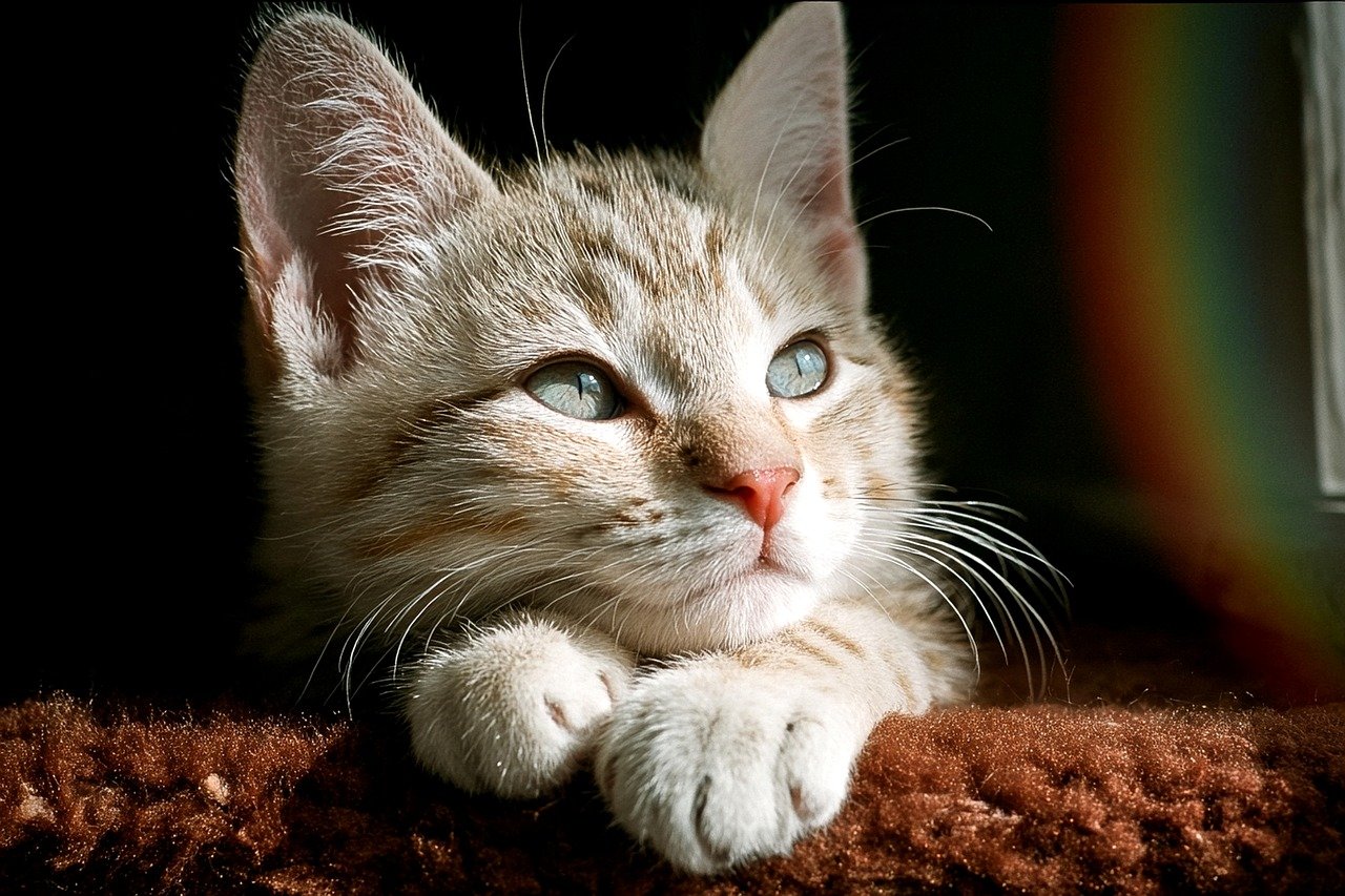 ASDの子どもが集中力を続かない時の対策は？