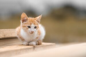 ASDの家庭内トラブルを解決するための具体的な方法は？