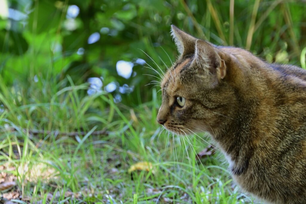 ASDの診断に迷っているあなたへ、判断基準はこれで決まる？